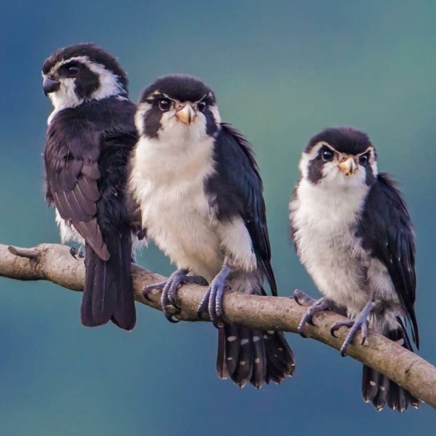 百度权重、听选指数与蛙的奇妙关系插图 百度权重、听选指数与蛙的奇妙关系插图