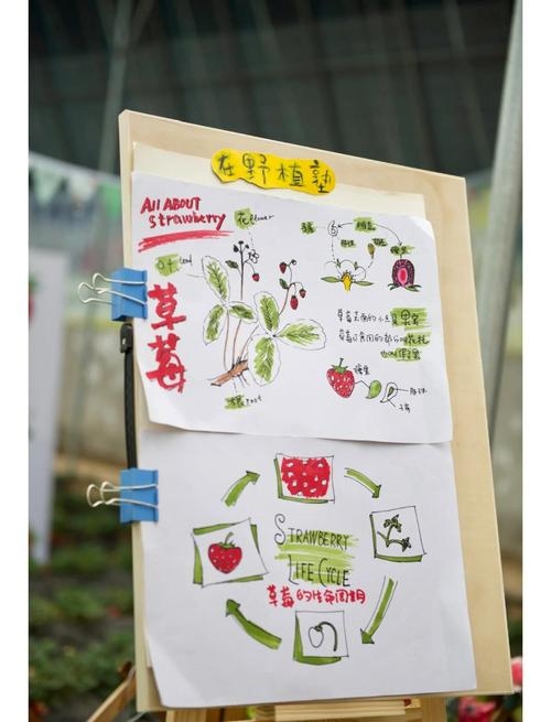 草莓站长与CM统计,数据分析的奥秘插图 草莓站长与CM统计,数据分析的奥秘插图