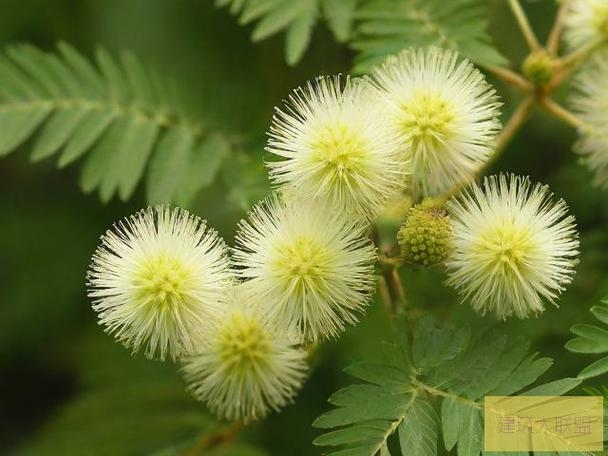 含羞草实验研所的双重位置与安全研究插图