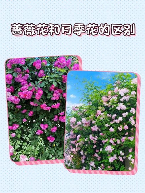 太原网站建设—探索薇之魅力插图