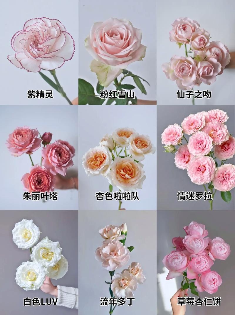 鲜花官网,多种花卉介绍与壁纸欣赏插图 鲜花官网,多种花卉介绍与壁纸欣赏插图