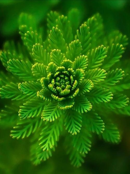 植物设计网站推荐，探索绿色创意的无限可能插图