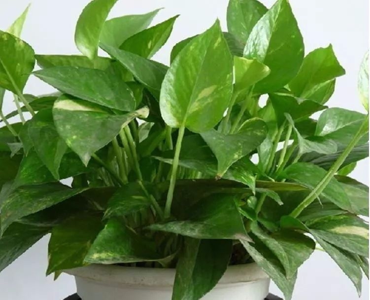 绿萝网，经营时间长，资源丰富经验足。提供多样化发布渠道和媒体资源，助力企业高效推广软文新闻。插图