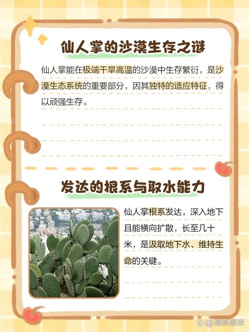 沙漠植物的奥秘与生存智慧，天山网创业路上的植物探索之旅插图