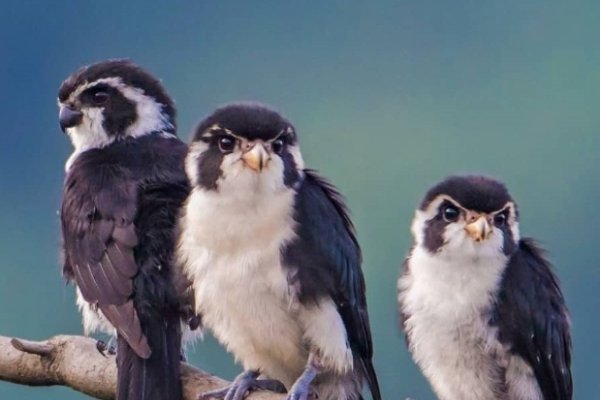 百度权重、听选指数与蛙的奇妙关系-百挑一