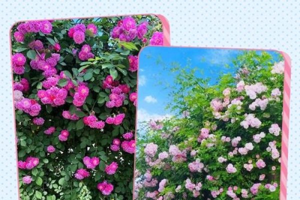 太原网站建设—探索薇之魅力-百挑一