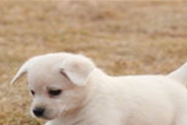 宠物网站首页图片的重要性与魅力-百挑一