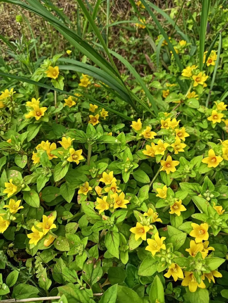 野花视频直播免费观看,凌晨三点观赏日本野花的建议与解析标题生成参考,深夜观花?揭秘最佳时机背后的真相插图1 野花视频直播免费观看,凌晨三点观赏日本野花的建议与解析标题生成参考,深夜观花?揭秘最佳时机背后的真相插图1