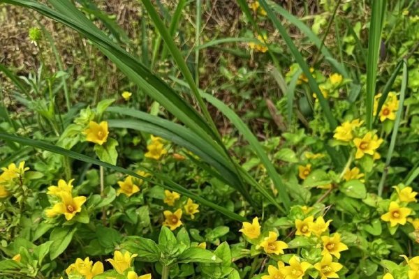 野花视频直播免费观看，凌晨三点观赏日本野花的建议与解析标题生成参考，深夜观花？揭秘最佳时机背后的真相-红迪亚