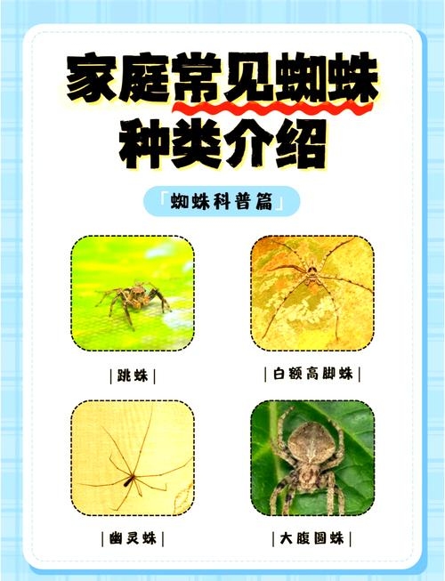 搜索引擎蜘蛛种类概述插图