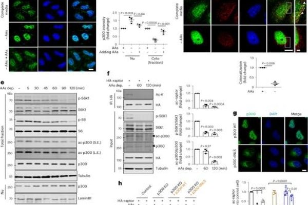 关于cellspacing的翻译及其在网页设计中的应用-猫山树