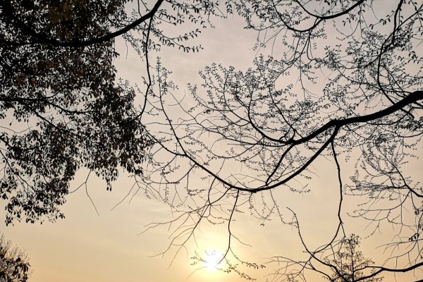 浦东免费游玩宝地，上海滨江森林公园、浦东美术馆等，探寻艺术与自然之美，还有更多免费景点等你来发现！-猫山树