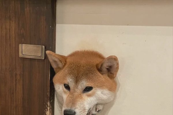 PHP中文网在线教学,开启编程之旅的钥匙-猫山树