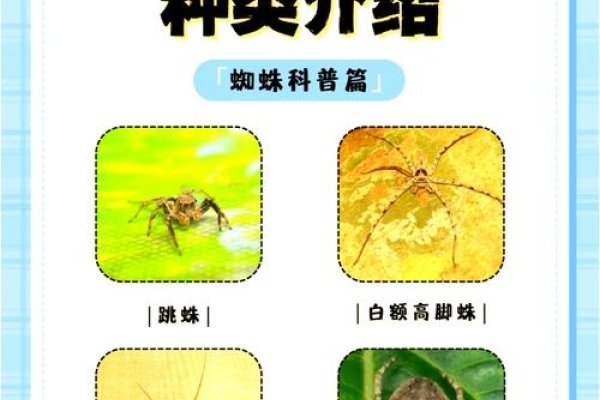 搜索引擎蜘蛛种类概述-猫山树