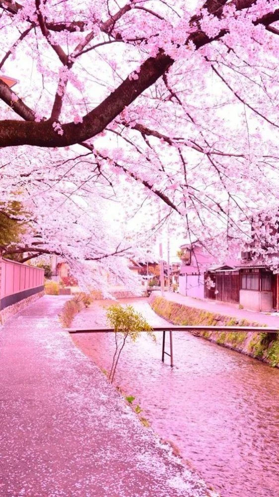 樱花VPS,邂逅樱花盛开的奇妙世界,中文字幕的魅力之旅插图 樱花VPS,邂逅樱花盛开的奇妙世界,中文字幕的魅力之旅插图