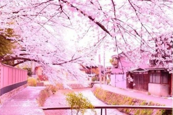 樱花VPS,邂逅樱花盛开的奇妙世界,中文字幕的魅力之旅-新乐天